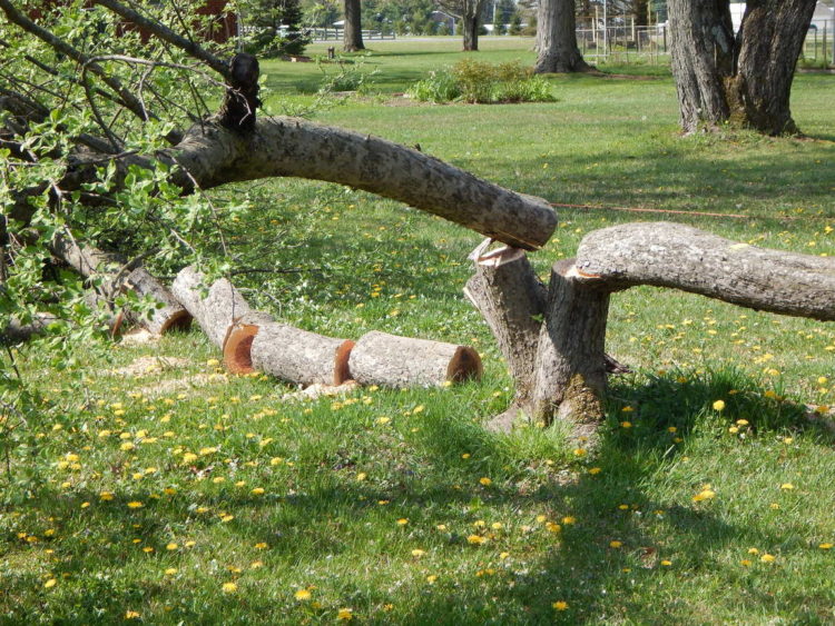 Tree stump removal in Delaware, Ohio by James Tree Service