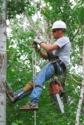 Tree service contractor climbing tree with harness