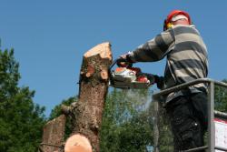 Tree removal specialist using chainsaw